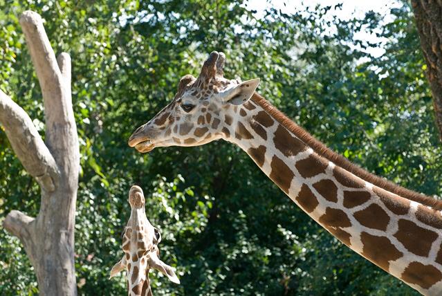 Brookfield Zoo